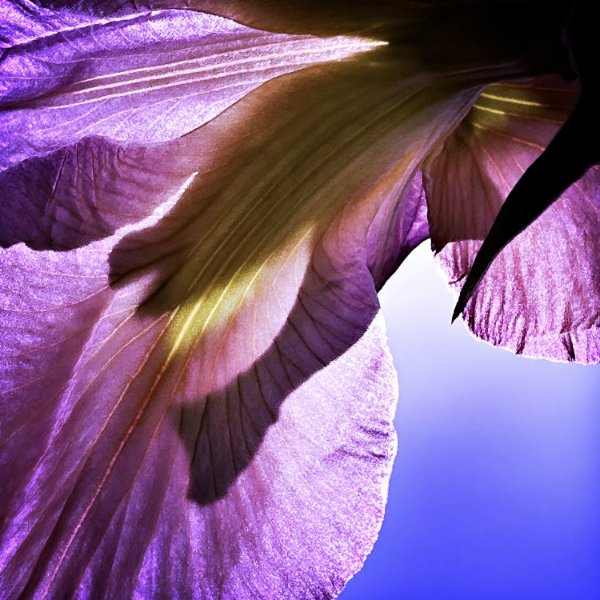 heliotropish